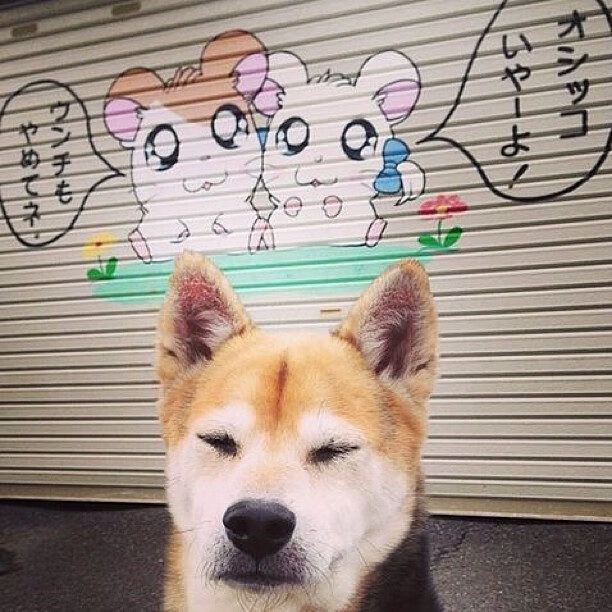 全球车迷盛典:WRC粉丝文化巡礼与狂欢派对,车迷大会