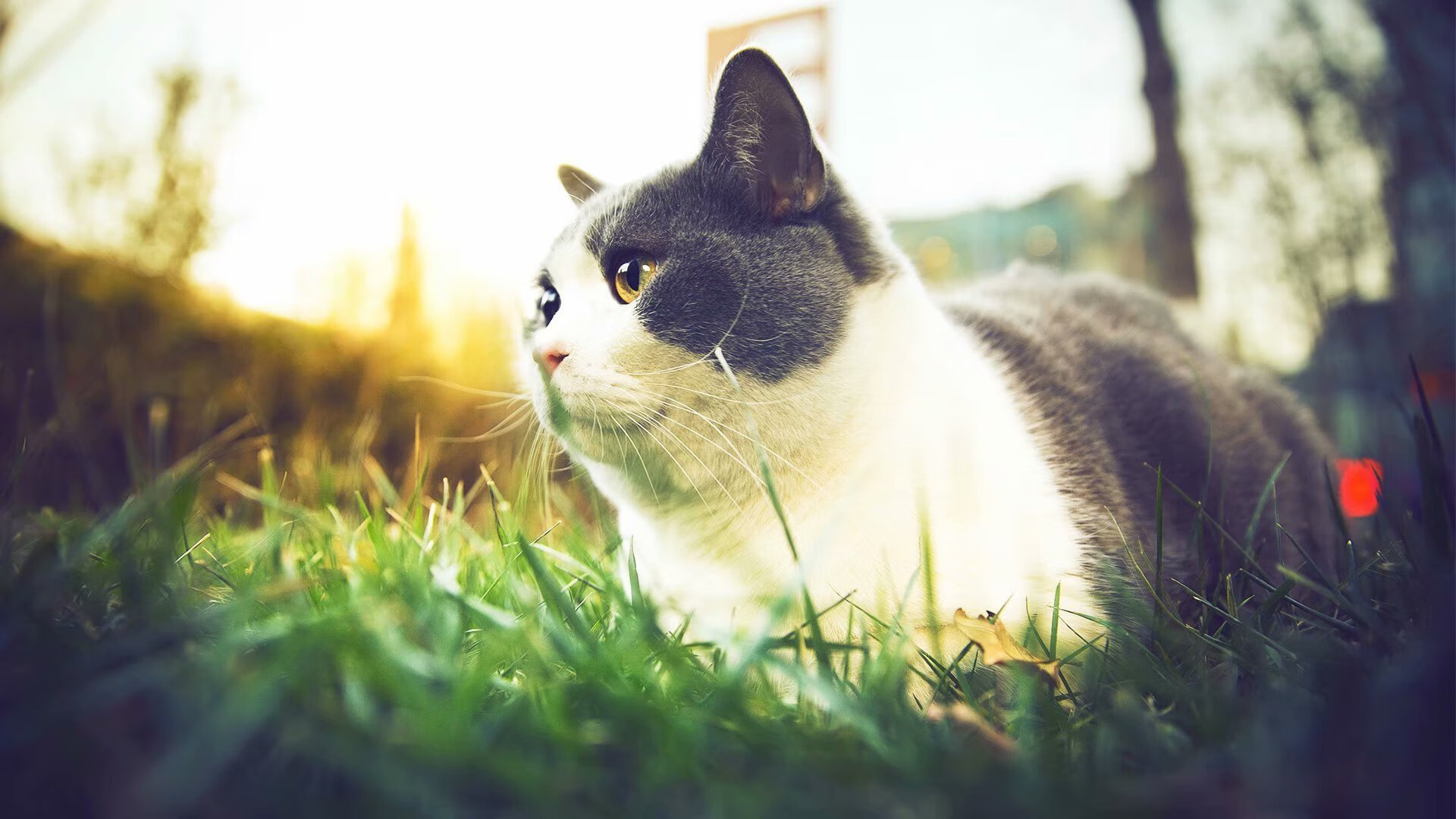 开云·体育官网-全国青少年排球锦标赛，青春的热血在场上绽放，全国青年排球锦标赛比赛回放