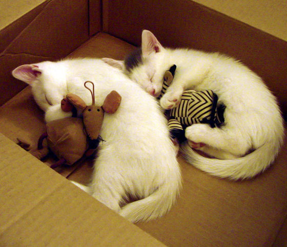 全國摔跤锦标赛，力量与技巧的荣耀舞台，全国摔跤锦标赛事件