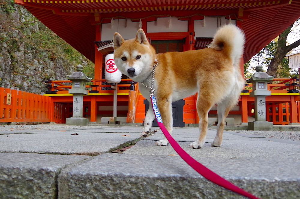 开云·体育官网APP下载-史上最年轻“欧洲金靴”得主深度揭秘，最年轻的欧洲金靴
