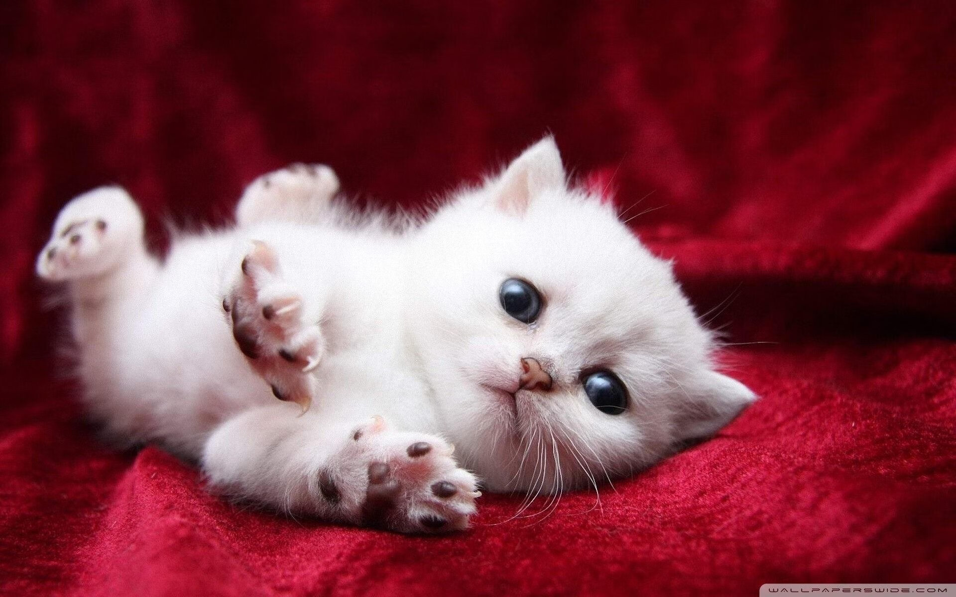 开云官网APP下载-意甲战局激烈，精彩表现和战术变化全面升级，意甲战报意甲积分榜