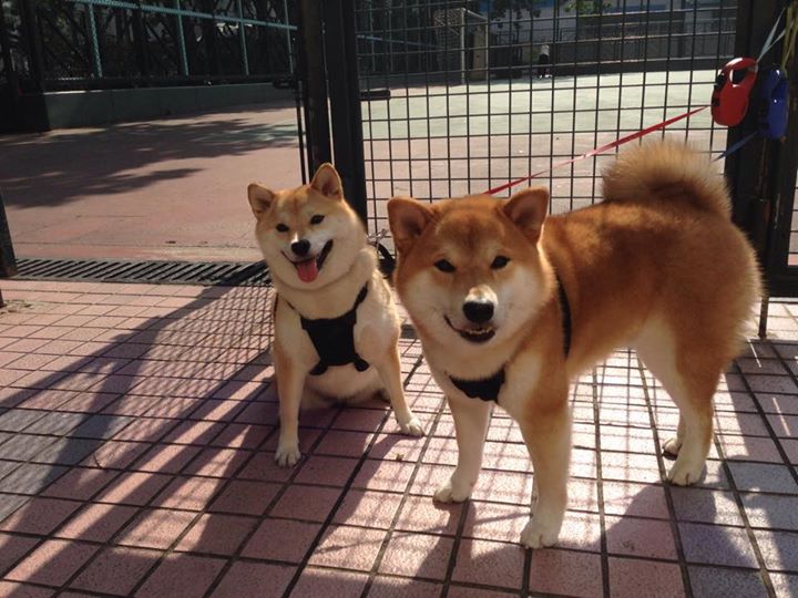 开云中国大陆-美国男足在巴黎奥运会比赛中以2-1战胜阿根廷，美国男足vs巴西