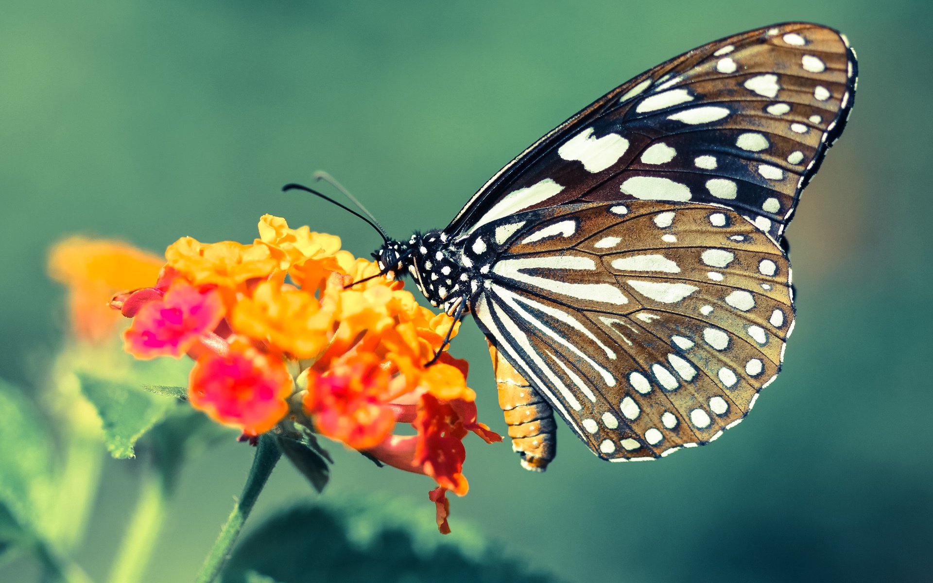 青少年足球培训项目实现线上线下融合,扩大培训覆盖面,青少年足球培训班收费标准