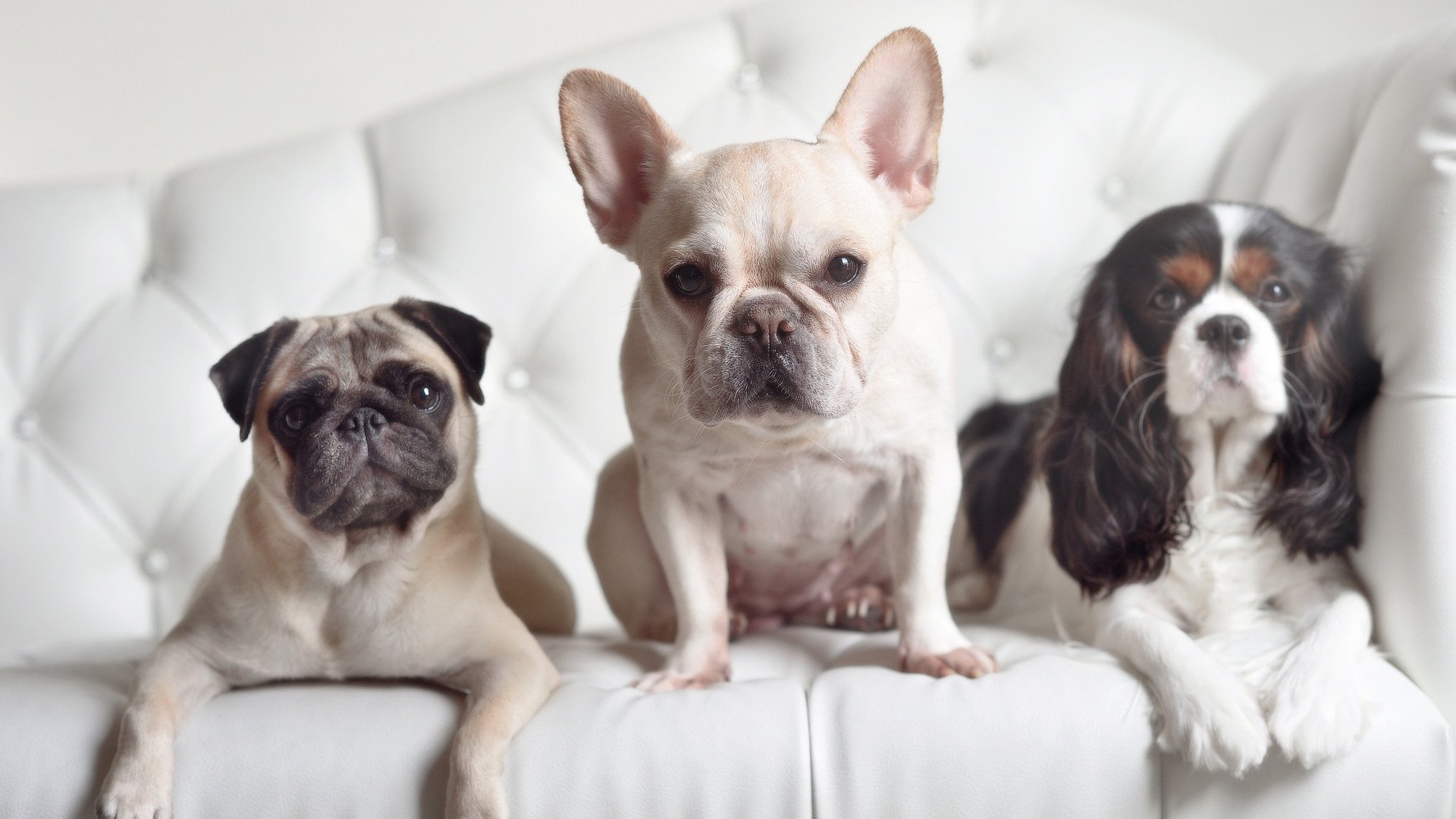 开云网页版登录入口-开拓者攻防两端表现均衡，备受瞩目，开拓者队防守