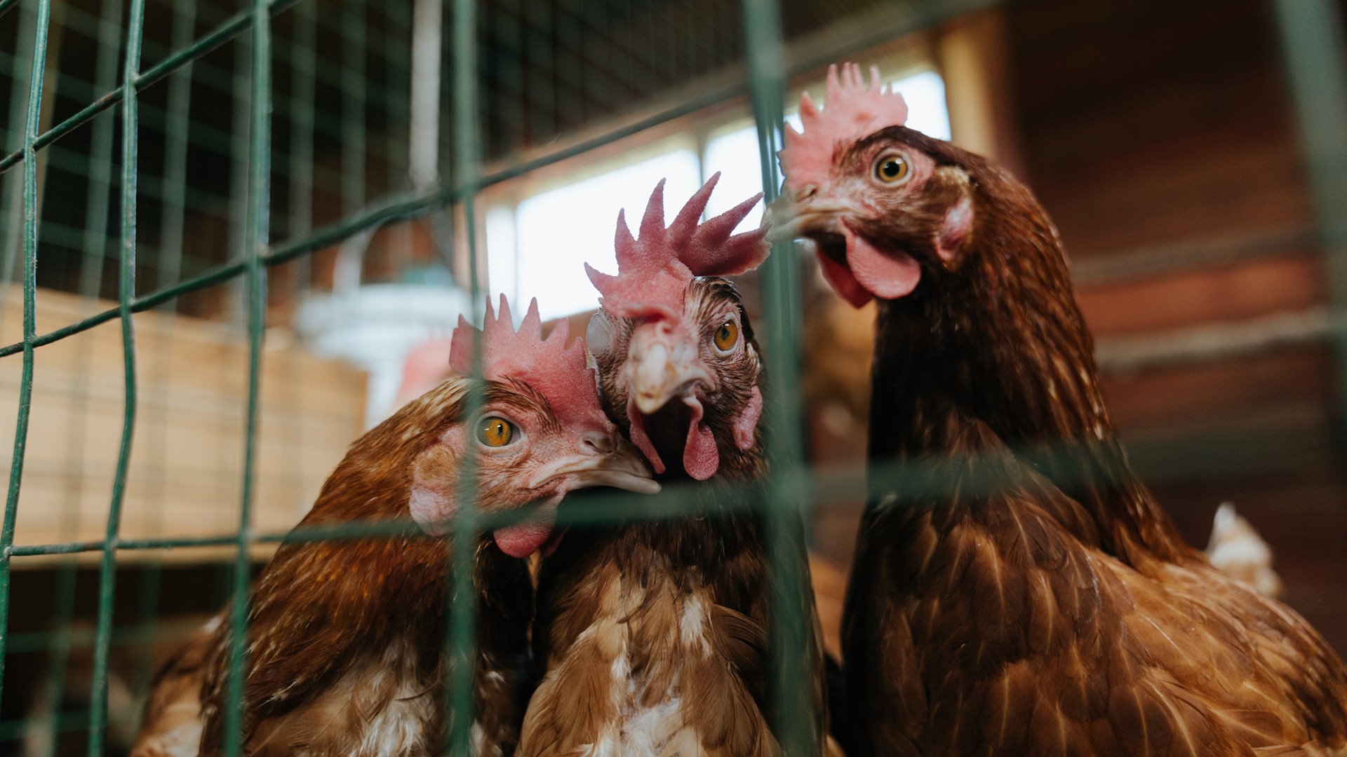 斯堪的纳维亚国家队备战国际巅峰赛,斯堪的纳维亚国家有哪些