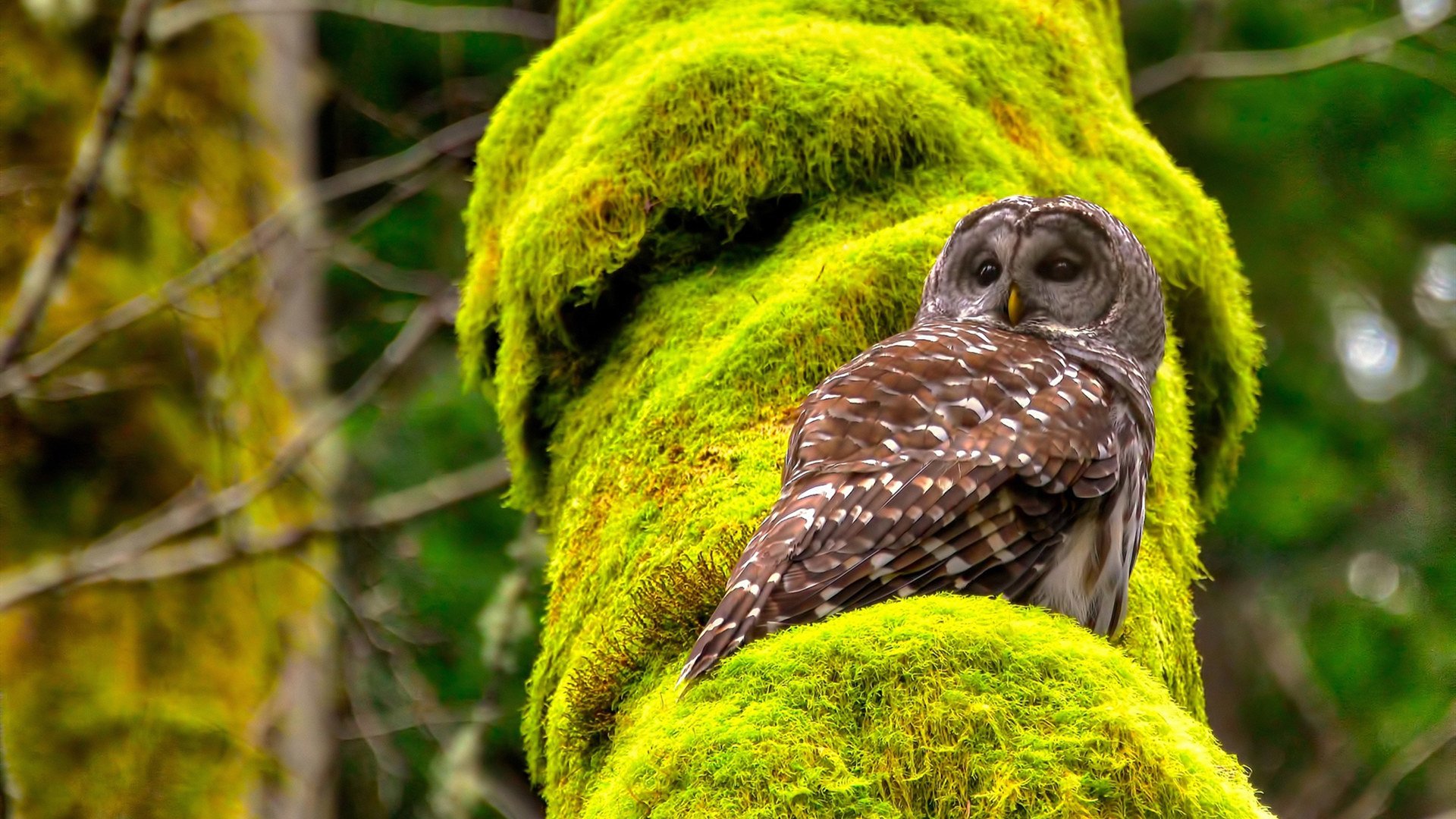 欧国联比赛：摩洛哥队大胜毛里塔尼亚队，毛里塔尼亚与摩洛哥