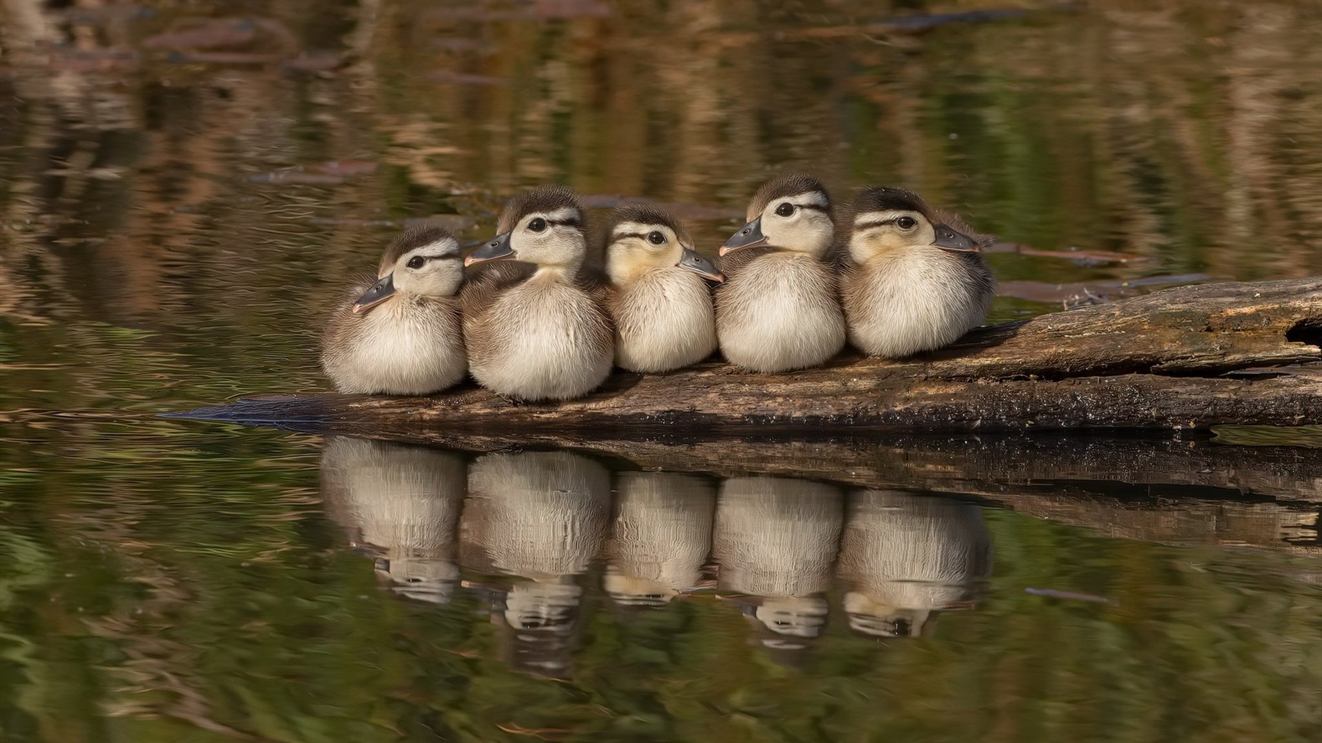 开云网站-比利时女子排球队在四分之一决赛中惜败美国队，比利时女排联赛