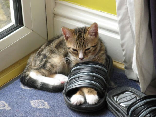 kaiyun网站-沙尔克球员集体休假，调整状态备战接下来的比赛，沙尔克球迷多吗