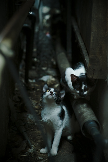 开云官方网站-米切尔再度亮相篮球舞台，台风队蝉联总冠军，米切尔1美国队配色