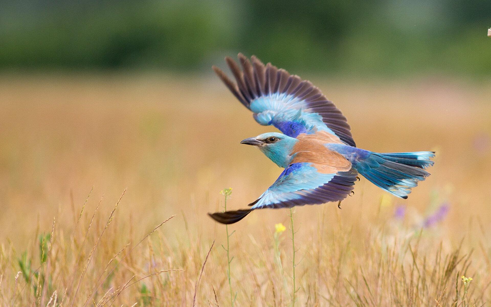 诺丁汉森林前锋连战连捷，城市地标期待爆发，诺丁汉森林新球场