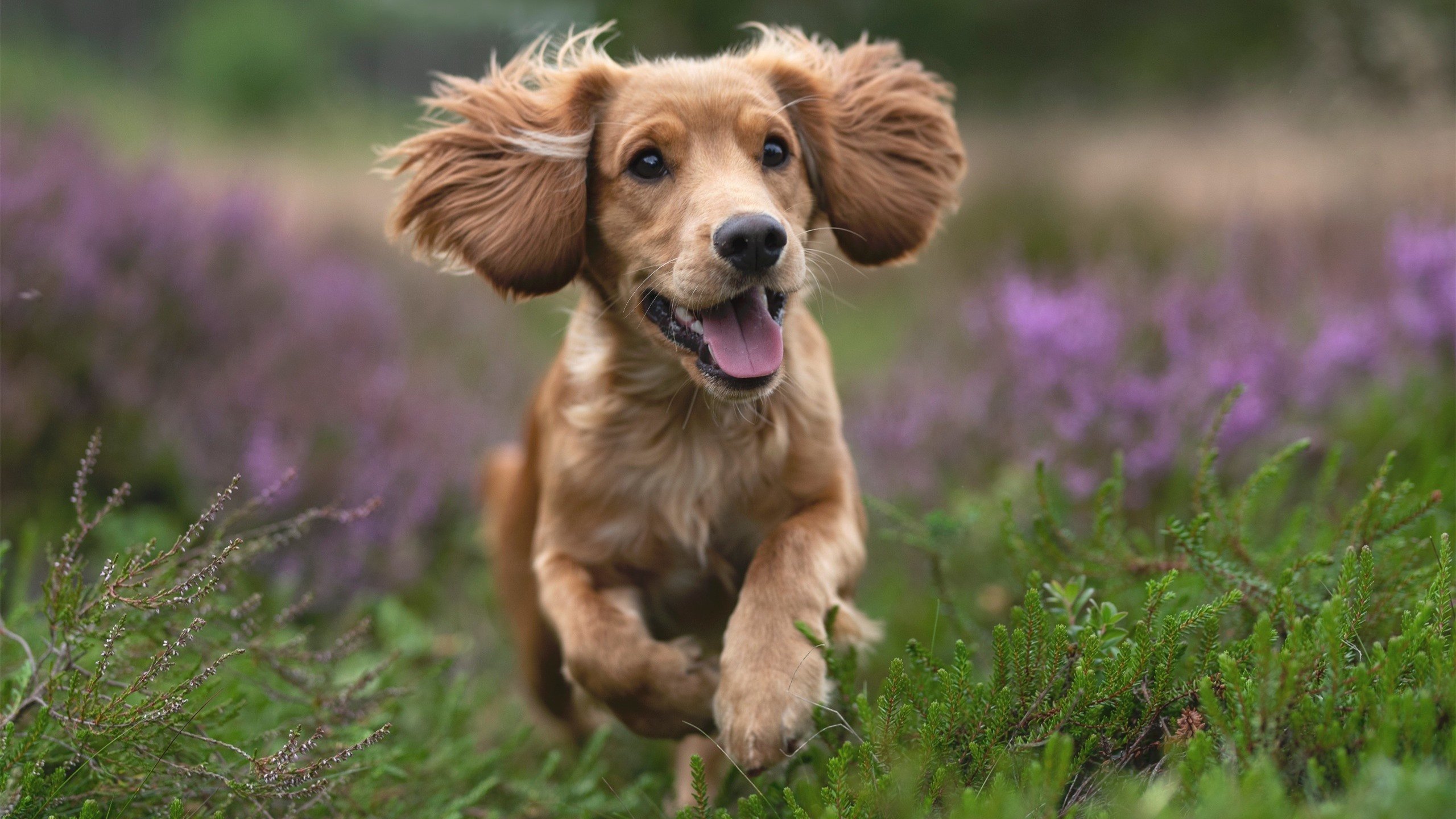 英超球队动态体能监测与战术调整的综合分析,英超球队跑动距离统计