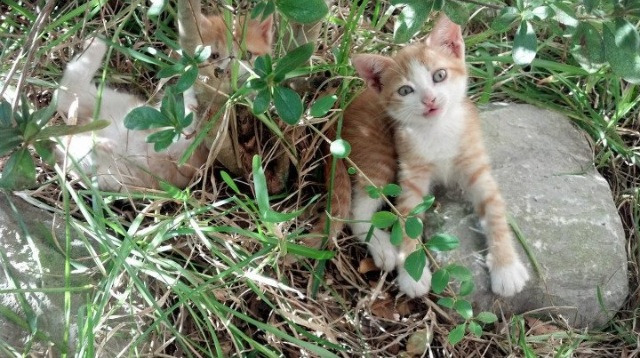 弗兰：全黑队的“战术执行者”，每次传球和防守都能精确打击对方漏洞