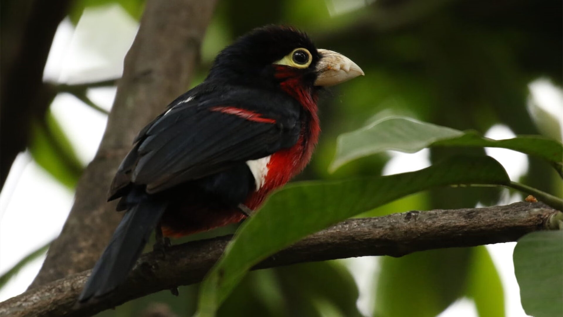 斯洛伐克男篮在欧洲大赛中奋勇出击,梦想更高远,斯洛伐克篮球球星