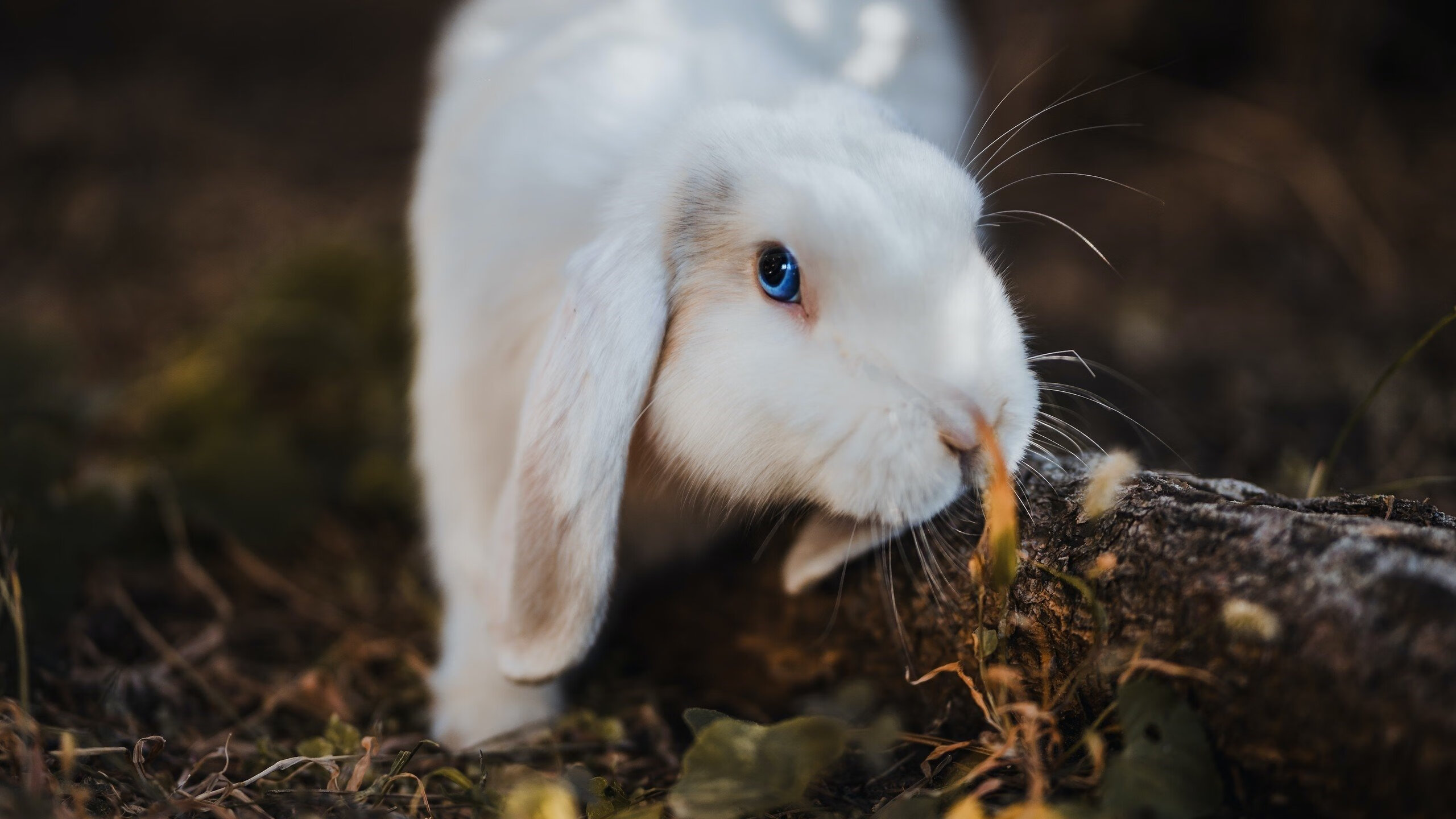 校园足球推广计划深入推进,青少年热情高涨,校园足球的推广