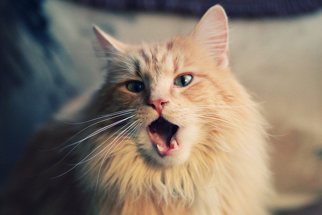 科贝特泳池内外坚持不懈终见成效,科特贝尔衣柜怎么样