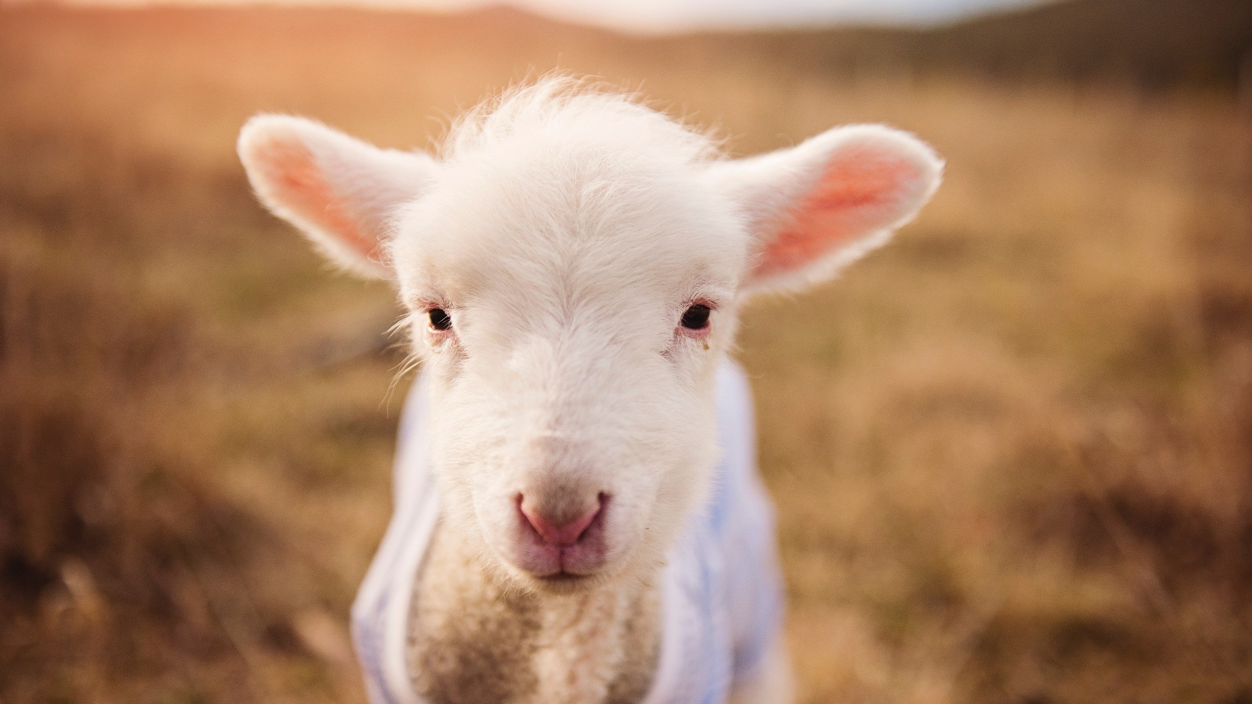 西甲传世经典:那些让人久久难忘的瞬间,19992000西甲